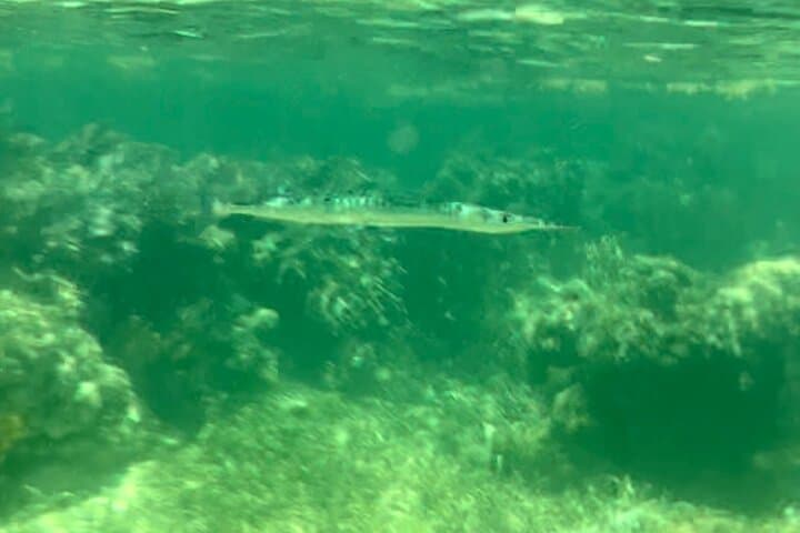 Private Boat Tour in Puerto Morelos with Lunch — Snorkel the Mesoamerican Reef photo 4