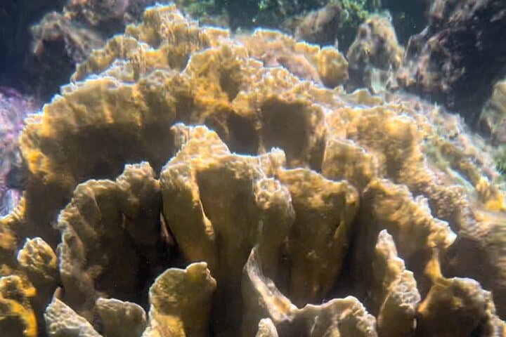 Private Boat Tour in Puerto Morelos with Lunch — Snorkel the Mesoamerican Reef photo 5