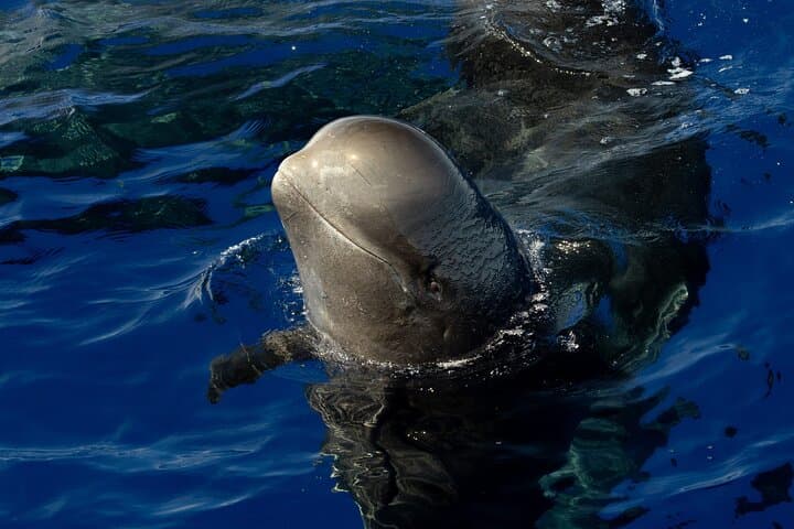 Kona Pelagic Whale Watch — Big Island Offshore Wildlife Tour