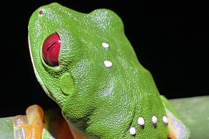 Manuel Antonio Night Walk: Guided Rainforest Wildlife Expedition