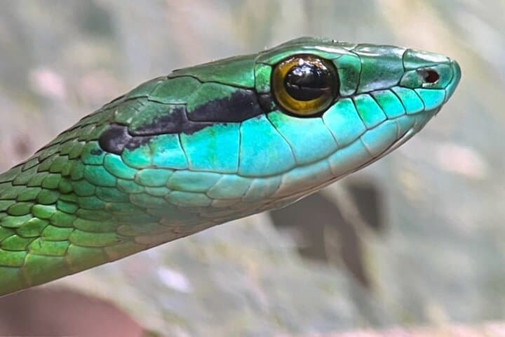 Manuel Antonio Night Walk: Guided Rainforest Wildlife Expedition photo 2