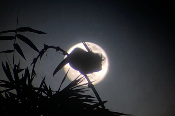 Manuel Antonio Night Walk: Guided Rainforest Wildlife Expedition photo 5