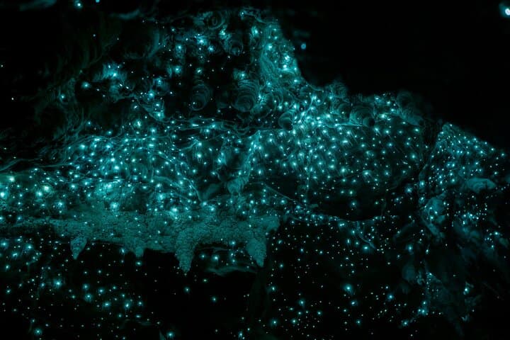 Kawiti Glowworm Cave & Ngawha Hot Springs Day Tour — Waiomio to Ngawha