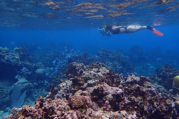 Roatan Private Island Snorkel & Beach Day — Snorkeling the Second-Largest Barrier Reef