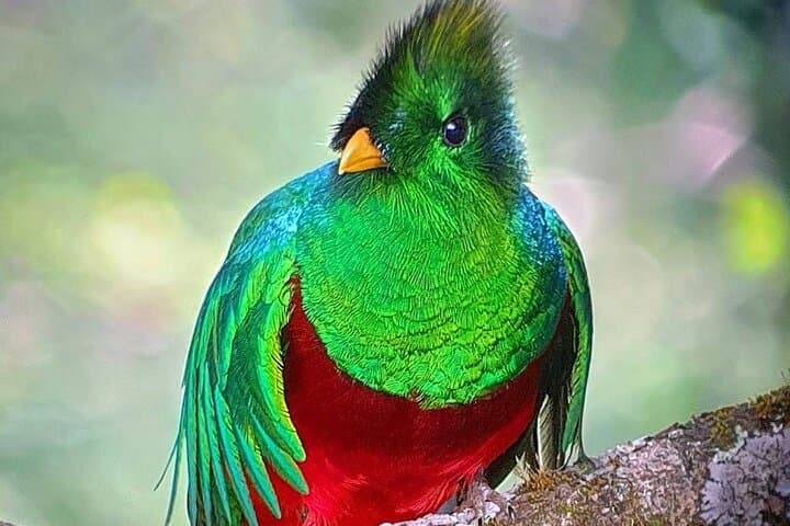Monteverde Hanging Bridges Birdwatching Tour — See the Resplendent Quetzal in the Cloud Forest photo 1