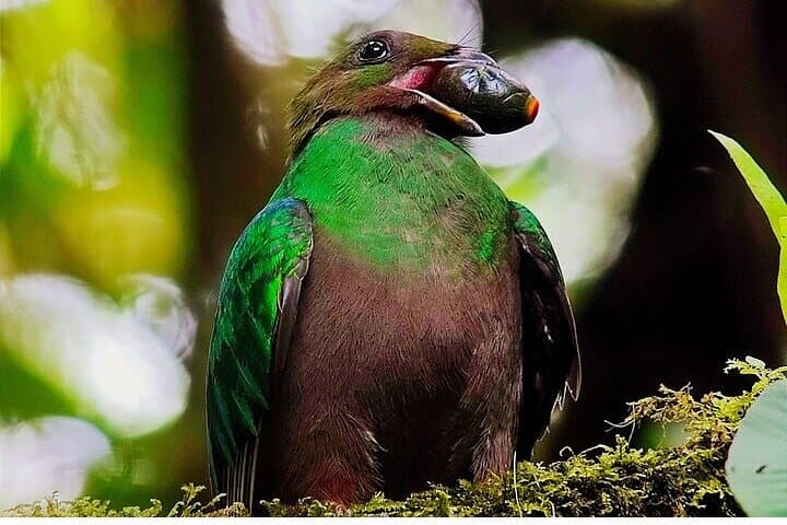 Monteverde Hanging Bridges Birdwatching Tour — See the Resplendent Quetzal in the Cloud Forest photo 2
