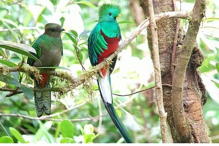 Monteverde Hanging Bridges Birdwatching Tour — See the Resplendent Quetzal in the Cloud Forest photo 3