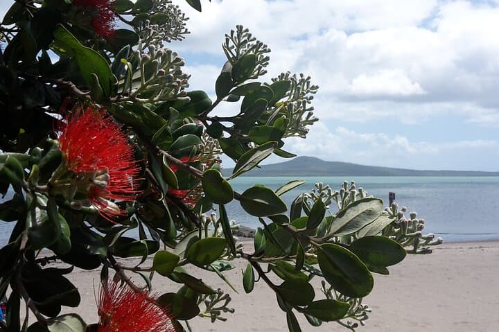 Auckland Coast-to-Coast Walk: Volcanic Summits and Shorelines