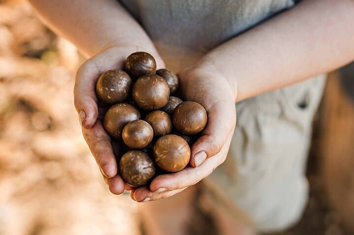 Macadamias Australia Orchard Tour — Bundaberg Macadamia Farm Visit & Tasting photo 4