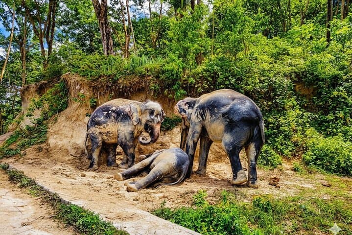 Phuket Highlights: Big Buddha, Wat Chalong & Ethical Elephant Sanctuary Day Tour