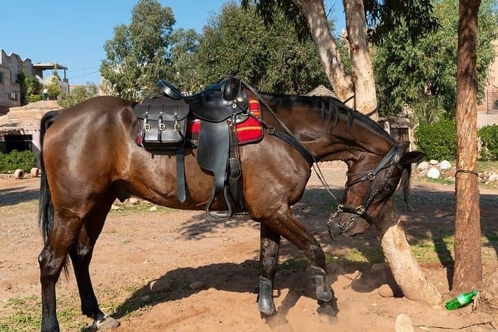 Palmeraie Horseback Ride & Mint Tea — Private Marrakech Palm Grove Experience photo 2
