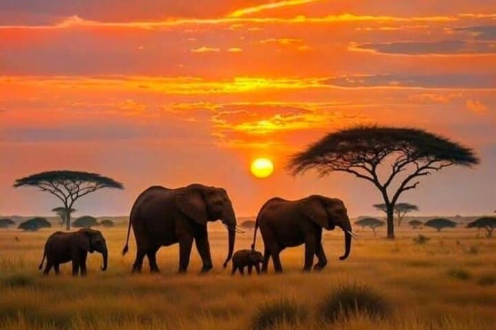 3-Day Amboseli Safari: Elephant Herds, Kilimanjaro Views & Full-Day Game Drives