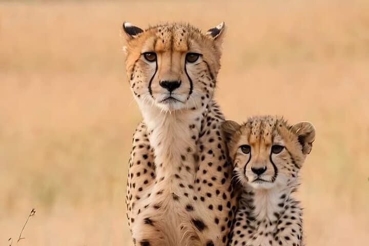 3-Day Amboseli Safari: Elephant Herds, Kilimanjaro Views & Full-Day Game Drives photo 2
