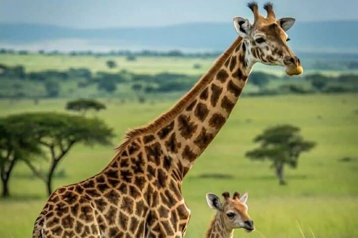 3-Day Amboseli Safari: Elephant Herds, Kilimanjaro Views & Full-Day Game Drives photo 3