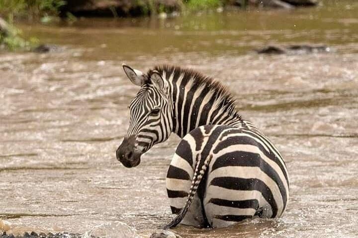 3-Day Amboseli Safari: Elephant Herds, Kilimanjaro Views & Full-Day Game Drives photo 4