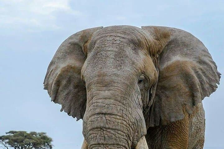3-Day Amboseli Safari: Elephant Herds, Kilimanjaro Views & Full-Day Game Drives photo 5