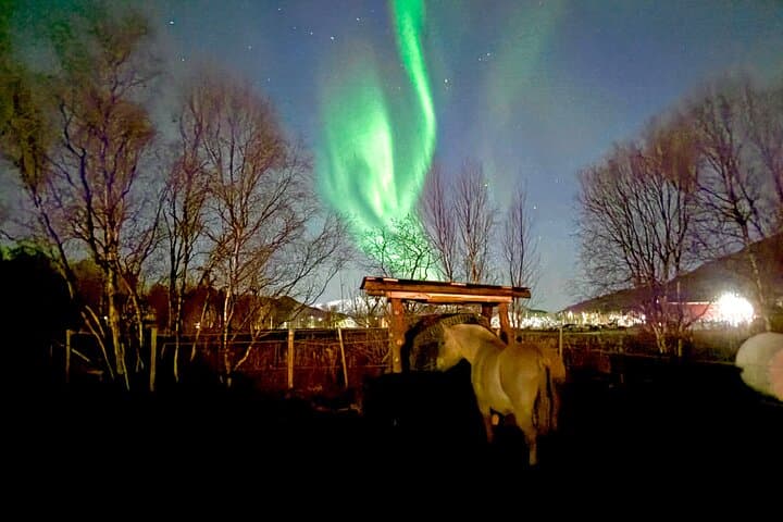 Chasing the Aurora in Alta: Northern Lights Hunt with Arctic Animal Visit photo 6