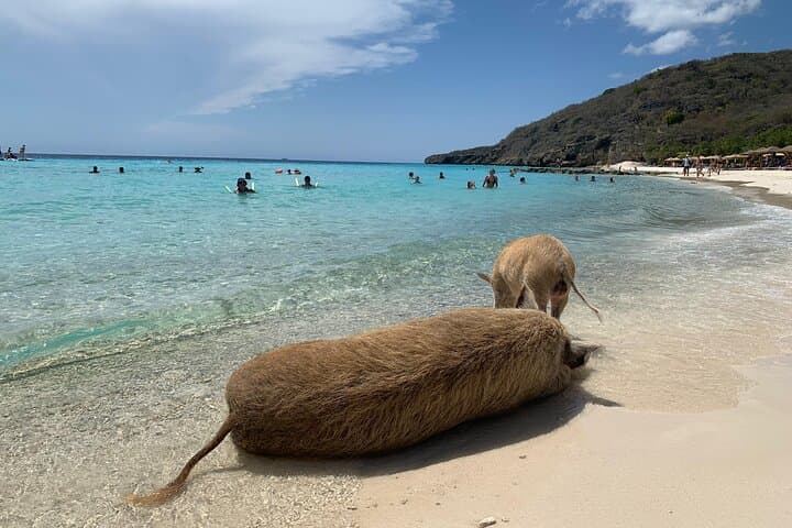 Private Curaçao Beach Tour — Snorkel Turquoise Bays & Swim with Turtles photo 5