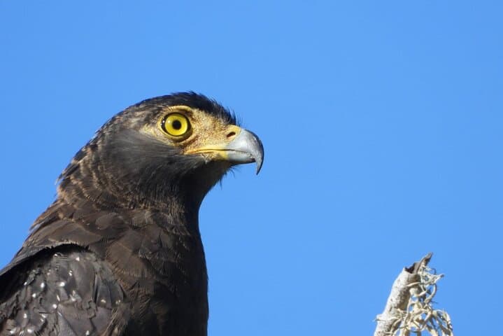 Sinharaja Rainforest Guided Day Trip from Galle — Waterfalls, Endemics & Birding photo 3