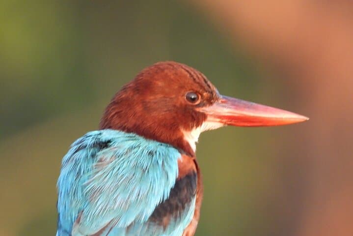 Sinharaja Rainforest Guided Day Trip from Galle — Waterfalls, Endemics & Birding photo 4