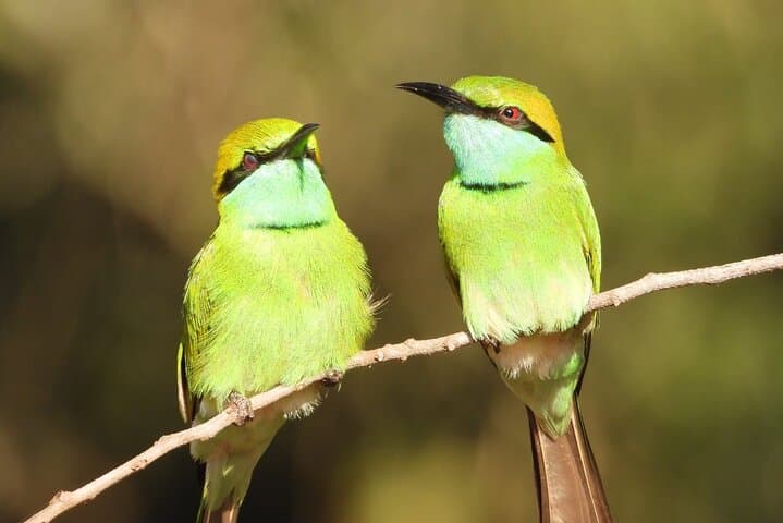 Sinharaja Rainforest Guided Day Trip from Galle — Waterfalls, Endemics & Birding photo 5