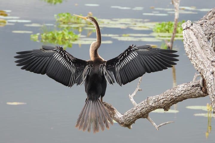 Sinharaja Rainforest Guided Day Trip from Galle — Waterfalls, Endemics & Birding photo 6
