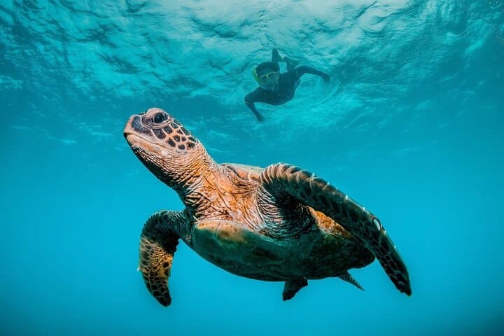 Private Dimaniyat Islands Full-Day Snorkel & Beach Barbecue from Muscat photo 5