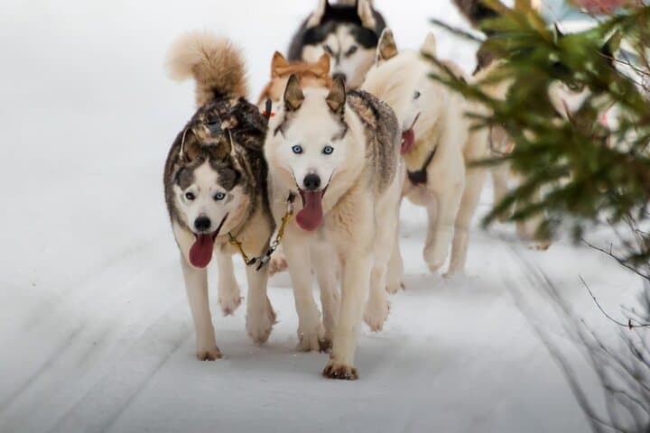 Drive a Husky Team in Rovaniemi: 6–10 km Self-Drive Safari with BBQ photo 3
