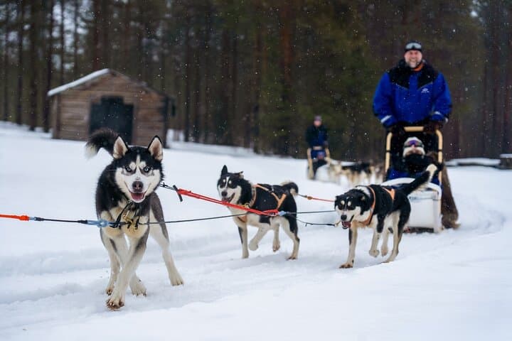 Drive a Husky Team in Rovaniemi: 6–10 km Self-Drive Safari with BBQ photo 6