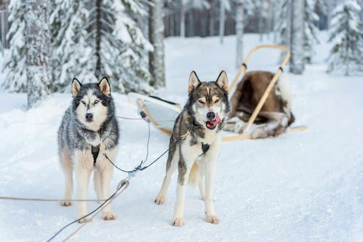 Drive a Husky Team in Rovaniemi: 6–10 km Self-Drive Safari with BBQ photo 2