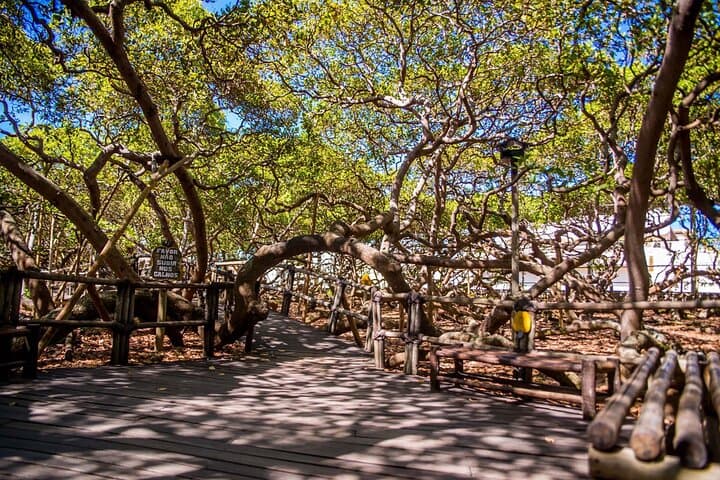 4x4 Rota dos Nativos — Full-Day Lagoons, Dunes & Cashew Tree Tour photo 5