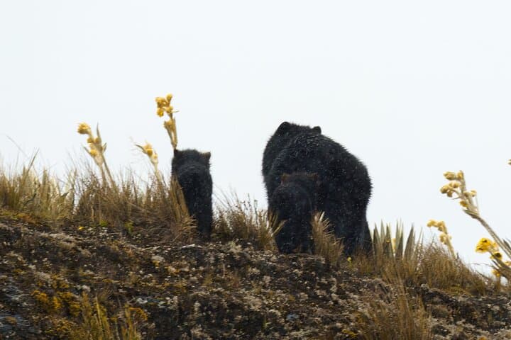 Spectacled Bear Photography Expedition — Chingaza National Park Day Trip from Bogotá photo 3