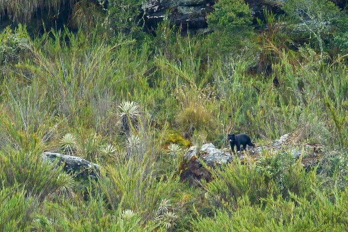 Spectacled Bear Photography Expedition — Chingaza National Park Day Trip from Bogotá photo 4