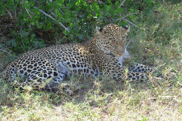 Tsavo East Day Safari from Mombasa — Yatta Plateau & Big Game photo 2