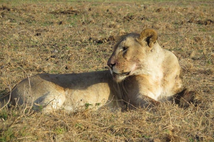 Tsavo East Day Safari from Mombasa — Yatta Plateau & Big Game photo 3