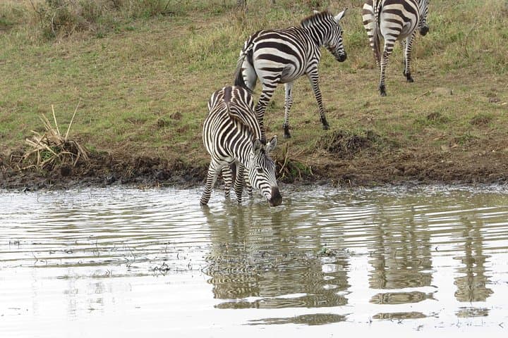 Tsavo East Day Safari from Mombasa — Yatta Plateau & Big Game photo 4