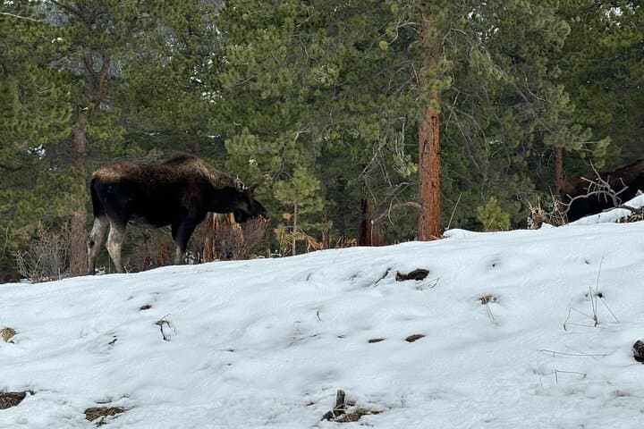 Private Winter Driving Tour of Rocky Mountain National Park from Estes Park photo 2