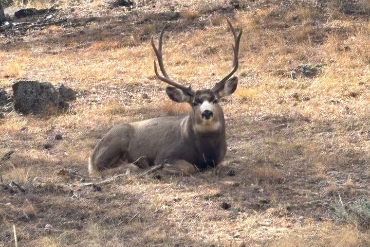 Private Winter Driving Tour of Rocky Mountain National Park from Estes Park photo 3