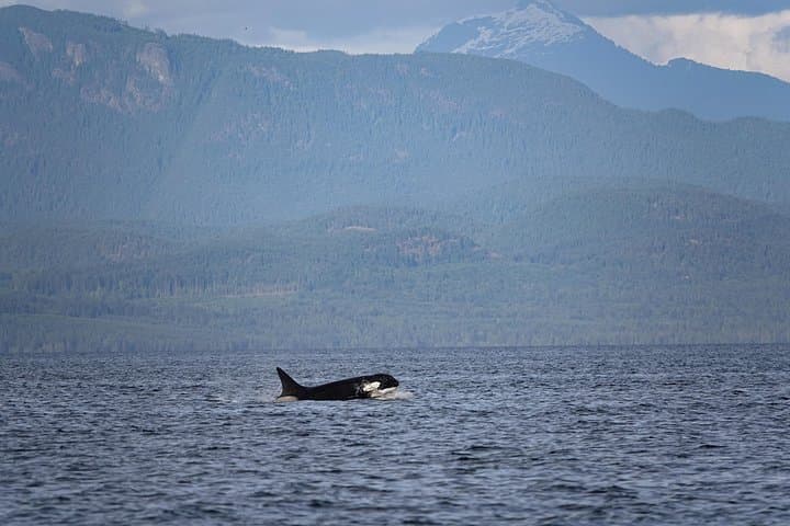 Zodiac Whale and Wildlife Tour from Campbell River — 6-Hour Coastal Adventure photo 3