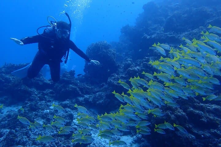 Private Diving Experience at Ishigaki Island — Novice-Friendly Scuba & Snorkel Charter photo 5