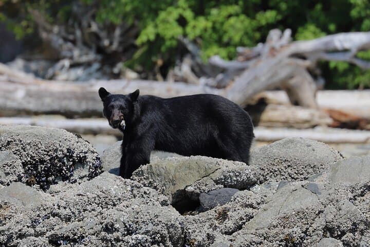 Spring Bear Watching and Waterfalls Boat Tour from Campbell River photo 4