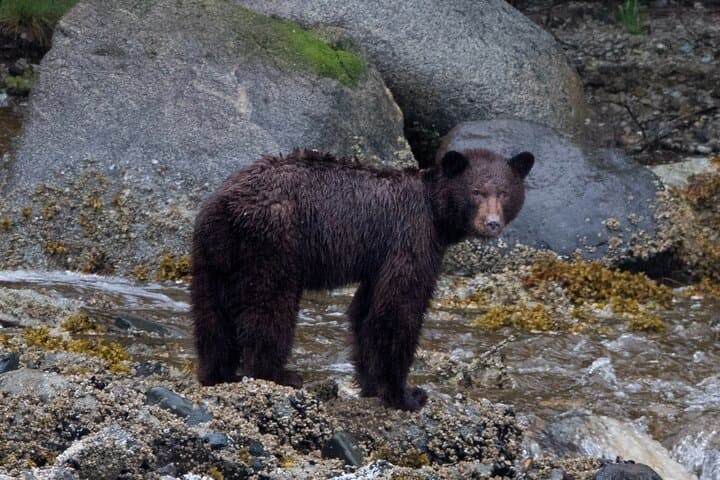 Spring Bear Watching and Waterfalls Boat Tour from Campbell River photo 6