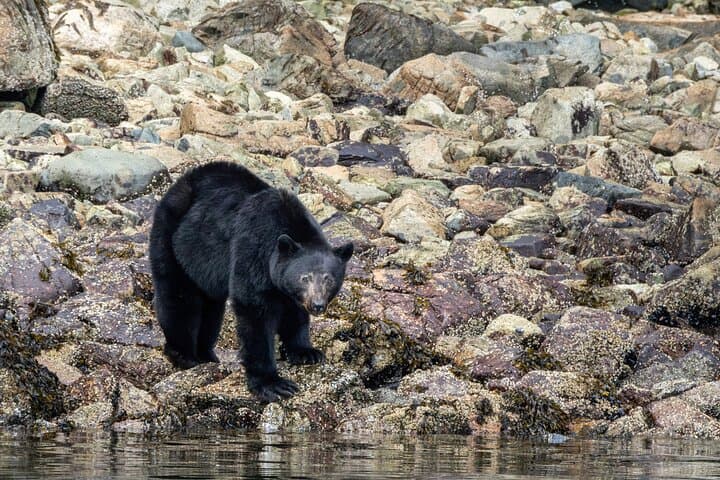 Spring Bear Watching and Waterfalls Boat Tour from Campbell River