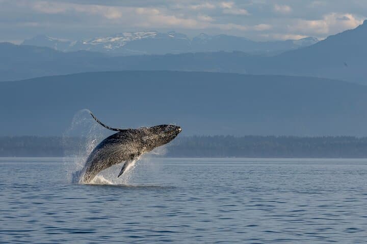 6-Hour Covered Whale Watching from Campbell River — Orcas, Humpbacks & Coastal Wildlife