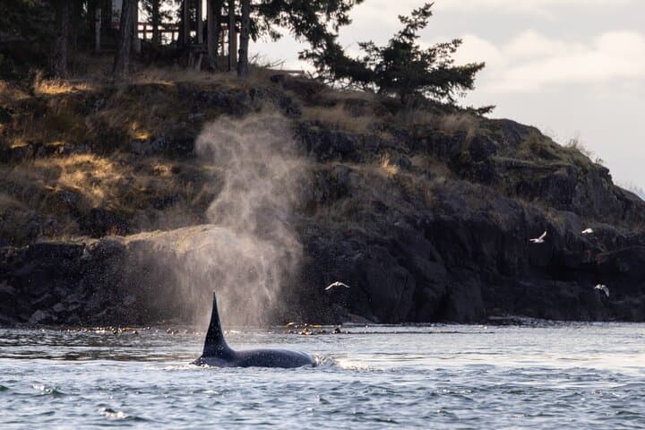 6-Hour Covered Whale Watching from Campbell River — Orcas, Humpbacks & Coastal Wildlife photo 3