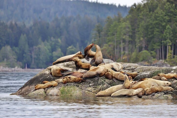 6-Hour Covered Whale Watching from Campbell River — Orcas, Humpbacks & Coastal Wildlife photo 5