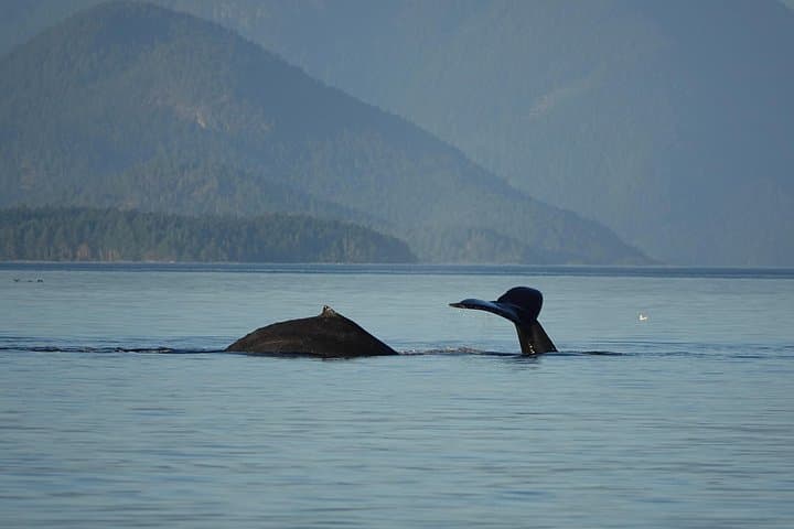 Covered Boat Whale Watching from Campbell River — 4-Hour Salish Sea Wildlife Tour