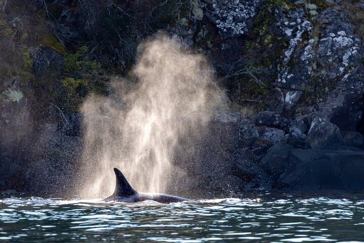 Covered Boat Whale Watching from Campbell River — 4-Hour Salish Sea Wildlife Tour photo 3