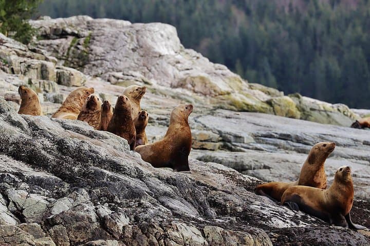 Covered Boat Whale Watching from Campbell River — 4-Hour Salish Sea Wildlife Tour photo 4