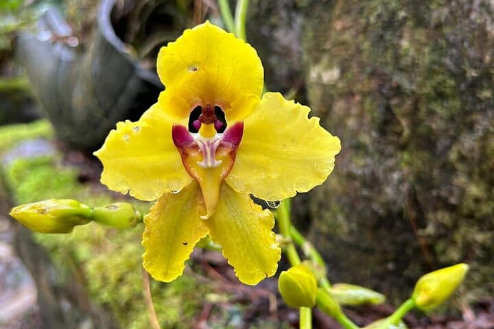 Papallacta Hot Springs & Guango Lodge Birdwatching Day Tour from Quito photo 4